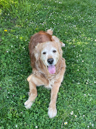L'avis de Maria M. sur les croquettes aux insectes pour chien de la marque Réglo