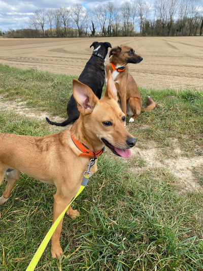 L'avis de Juliette L. sur les croquettes aux insectes pour chien de la marque Réglo