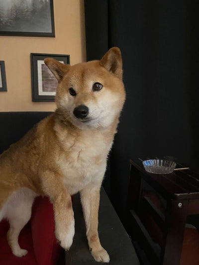 L'avis de Joly L. sur les croquettes aux insectes pour chien de la marque Réglo
