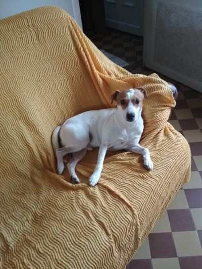 L'avis de gerard s. sur les croquettes aux insectes pour chien de la marque Réglo