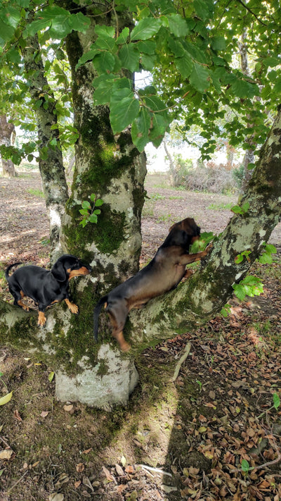 L'avis de François F. sur les croquettes aux insectes pour chien de la marque Réglo