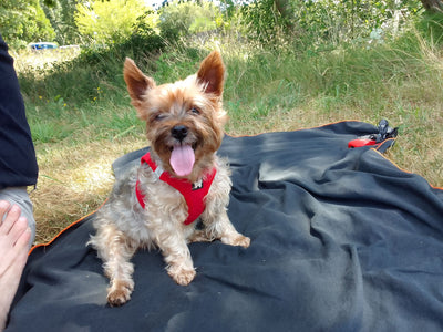 L'avis de monique i. sur les croquettes aux insectes pour chien de la marque Réglo