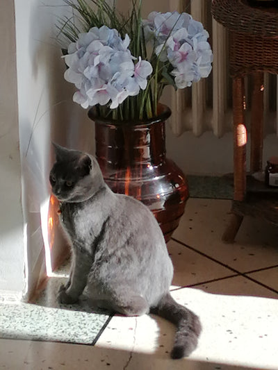 L'avis de SANDRINE E. sur les croquettes aux insectes pour chat de la marque réglo