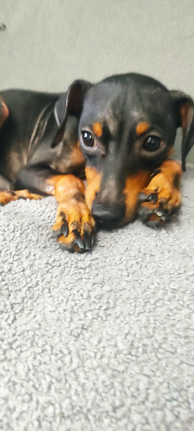 L'avis de Gaëtan B. sur les croquettes aux insectes pour chien de la marque Réglo
