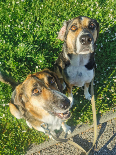 L'avis de Julie C. sur les croquettes aux insectes pour chien de la marque Réglo