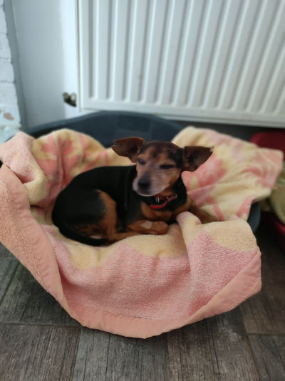L'avis de Marion M. sur les croquettes aux insectes pour chien de la marque Réglo