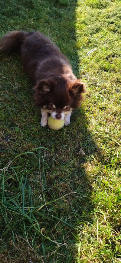 L'avis de Pascale L. sur les croquettes aux insectes pour chien de la marque Réglo
