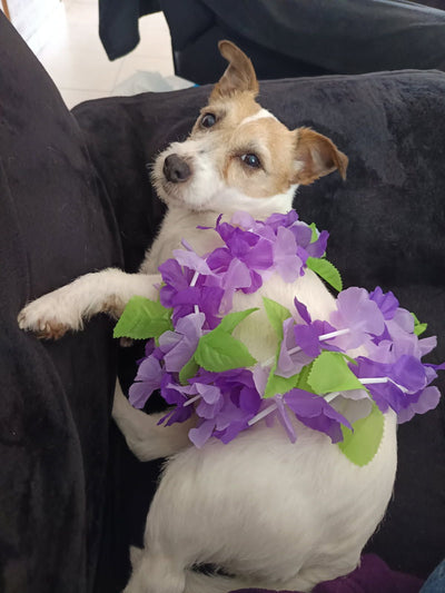 L'avis de Isabelle L. sur les croquettes aux insectes pour chien de la marque Réglo