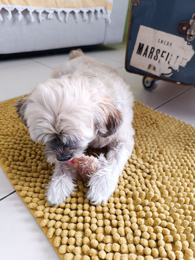 L'avis de Christobel D. sur les croquettes aux insectes pour chien de la marque Réglo