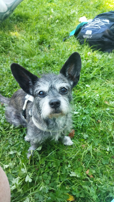 L'avis de Virginie L. sur les croquettes aux insectes pour chien de la marque Réglo