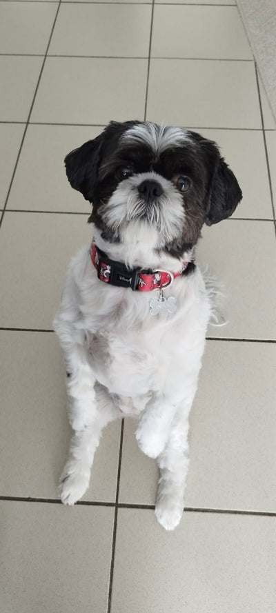 L'avis de Jérémy L. sur les croquettes aux insectes pour chien de la marque Réglo