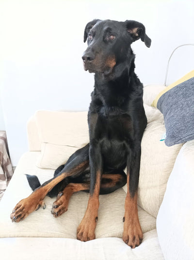 L'avis de Virginie M. sur les croquettes aux insectes pour chien de la marque Réglo