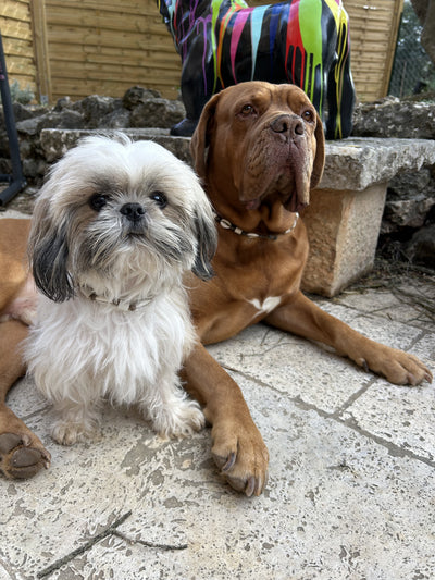 L'avis de Florence S. sur les croquettes aux insectes pour chien de la marque réglo