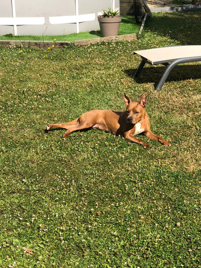 L'avis de Marylise H. sur les croquettes aux insectes pour chien de la marque Réglo