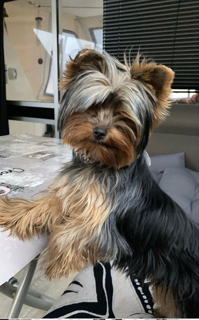 L'avis de Joyce F. sur les croquettes aux insectes pour chien de la marque Réglo