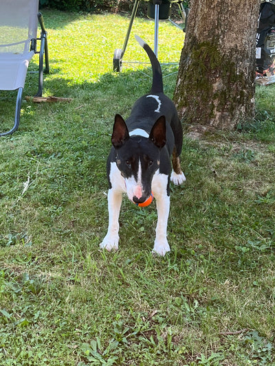L'avis de Marilyne D. sur les croquettes aux insectes pour chien de la marque Réglo