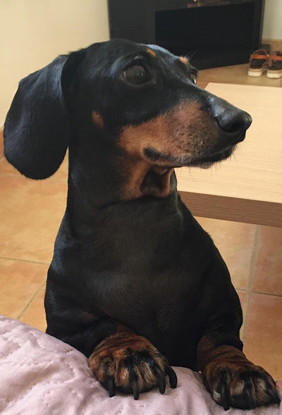 L'avis de Muriel R. sur les croquettes aux insectes pour chien de la marque Réglo