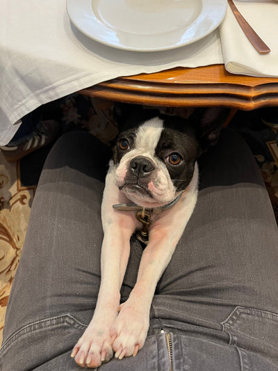 L'avis de Anne B. sur les croquettes aux insectes pour chien de la marque Réglo