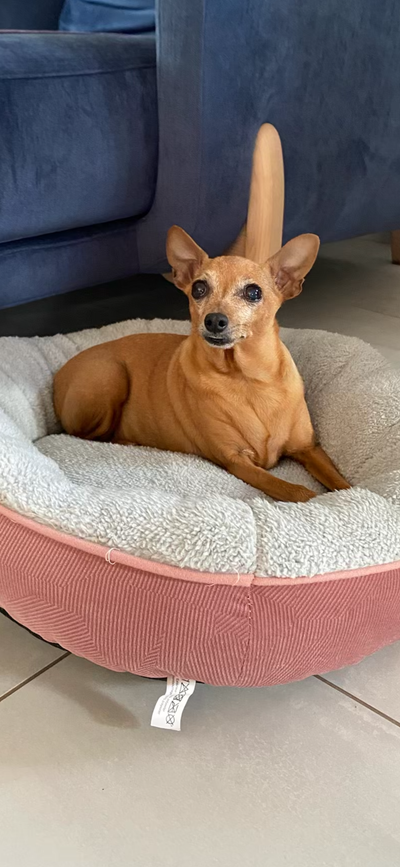 L'avis de Jenny F. sur les croquettes aux insectes pour chien de la marque Réglo