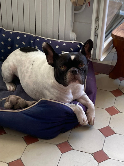 L'avis de Marie R. sur les croquettes aux insectes pour chien de la marque Réglo