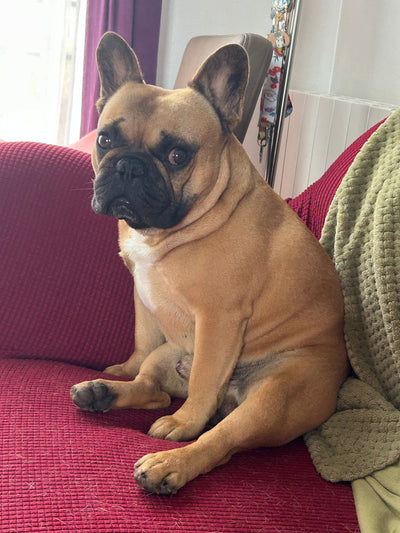 L'avis de MME T. sur les croquettes aux insectes pour chien de la marque Réglo