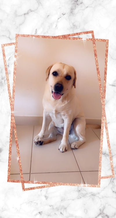 L'avis de Sarah G. sur les croquettes aux insectes pour chien de la marque Réglo