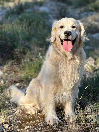 L'avis de Cathy B. sur les croquettes aux insectes pour chien de la marque Réglo