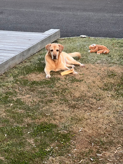 L'avis de Alexandre P. sur les croquettes aux insectes pour chien de la marque Réglo