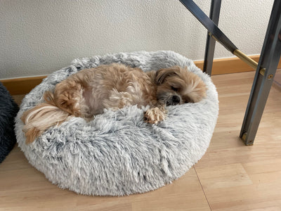 L'avis de Marie B. sur les croquettes aux insectes pour chien de la marque Réglo