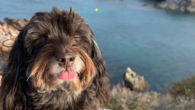 L'avis de Veronique R. sur les croquettes aux insectes pour chien de la marque Réglo