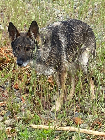 L'avis de Elisabeth L. sur les croquettes aux insectes pour chien de la marque Réglo
