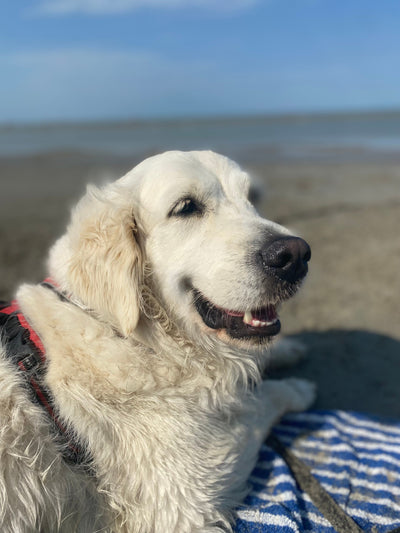 L'avis de Christine R. sur les croquettes aux insectes pour chien de la marque Réglo