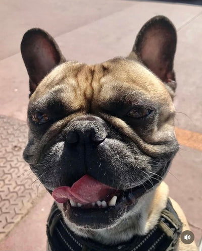 L'avis de roland s. sur les croquettes aux insectes pour chien de la marque Réglo