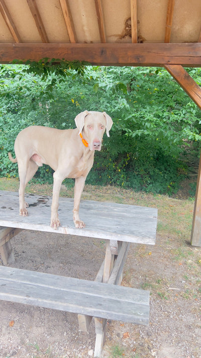 L'avis de Philippe H. sur les croquettes aux insectes pour chien de la marque Réglo