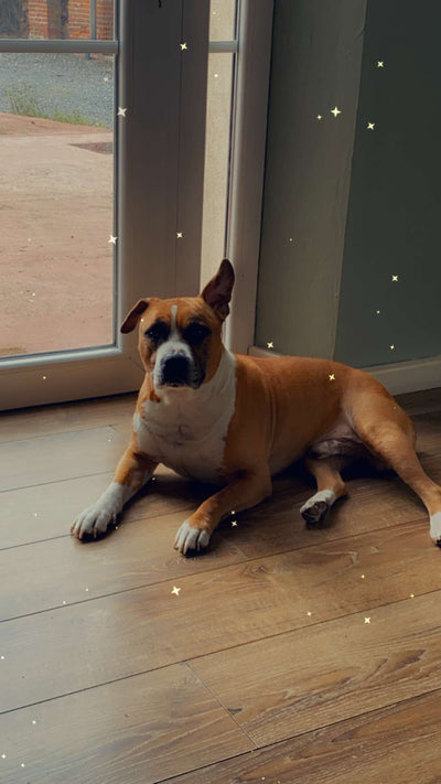 L'avis de Peggy M. sur les croquettes aux insectes pour chien de la marque Réglo