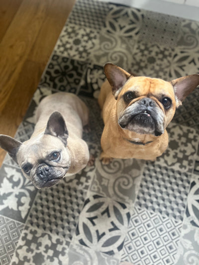 L'avis de MARIA R. sur les croquettes aux insectes pour chien de la marque Réglo