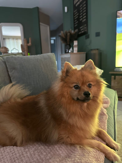 L'avis de Ingrid M. sur les croquettes aux insectes pour chien de la marque Réglo