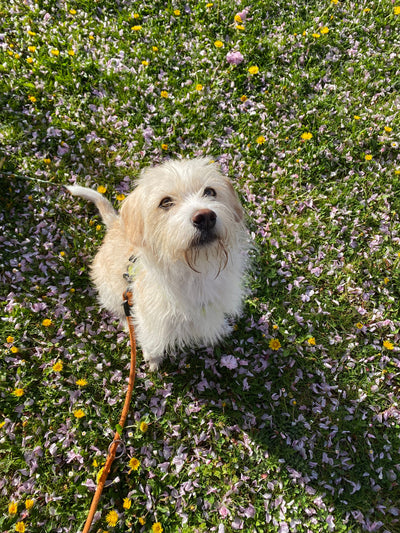 L'avis de Ingrid T. sur les croquettes aux insectes pour chien de la marque Réglo
