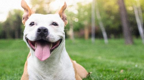Les protéines animales dans l’alimentation des chiens