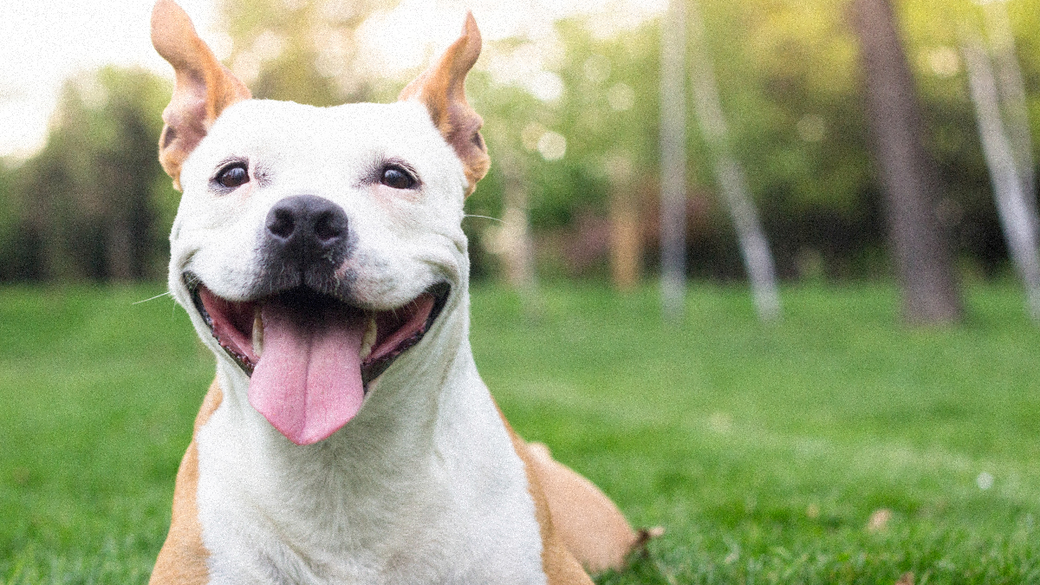 Les protéines animales dans l’alimentation des chiens