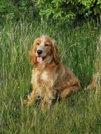 L'avis de Laurence D. sur les croquettes aux insectes pour chien de la marque Réglo