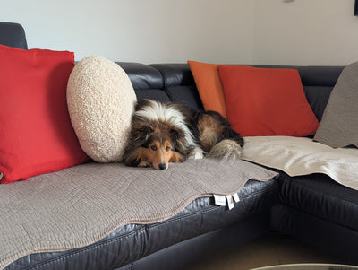 L'avis de Helene B. sur les croquettes aux insectes pour chien de la marque Réglo