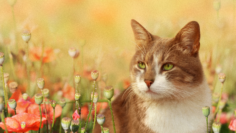 Parasites chat : Anti puce naturel