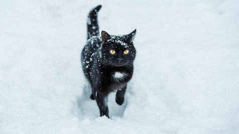 Protéger son chat du froid