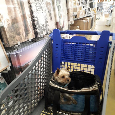 L'avis de Sbinnen K. sur les croquettes aux insectes pour chien de la marque Réglo