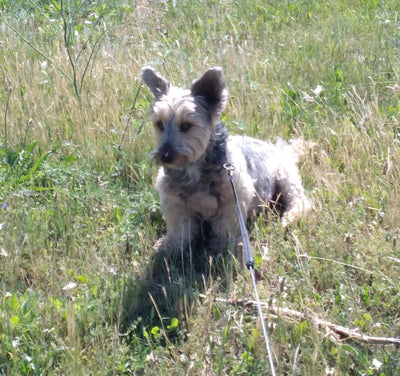 L'avis de Nicole D. sur les croquettes aux insectes pour chien de la marque Réglo