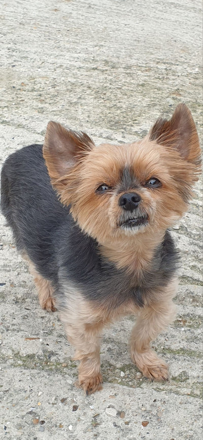 L'avis de Marie-Agnès F. sur les croquettes aux insectes pour chien de la marque Réglo