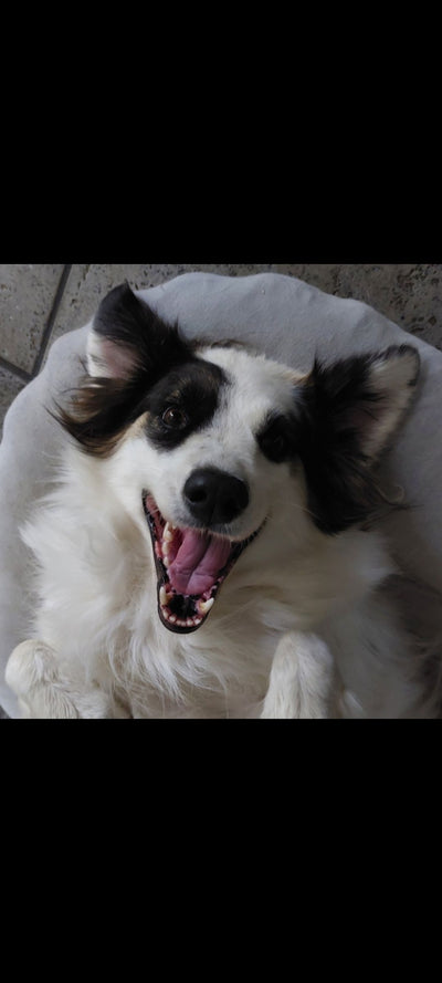L'avis de Isabelle r. sur les croquettes aux insectes pour chien de la marque Réglo