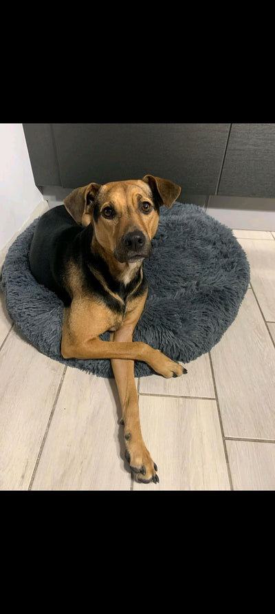 L'avis de Lydie L. sur les croquettes aux insectes pour chien de la marque Réglo