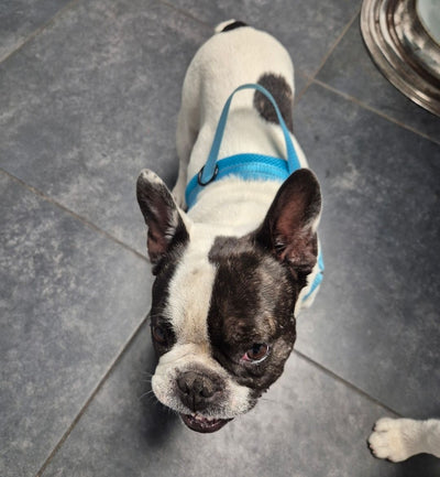 L'avis de Pépin A. sur les croquettes aux insectes pour chien de la marque Réglo